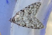 Nola cicatricalis