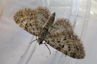 Eupithecia dodoneata