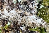 Eupithecia irriguata