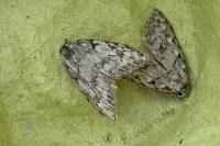 Nola cicatricalis