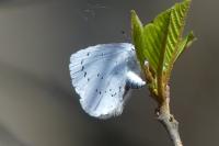 Celastrina argiolus