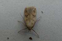 Borkhausenia nefrax