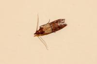 Plodia interpunctella