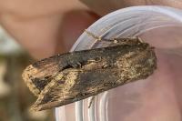 Agrotis ipsilon