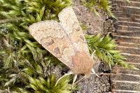 Orthosia miniosa