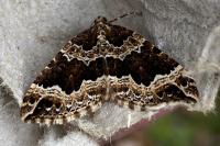 Lampropteryx suffumata