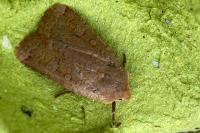 Conistra erythrocephala