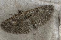 Eupithecia abbreviata