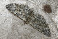 Eupithecia abbreviata