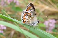 Aricia agestis
