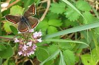 Aricia agestis