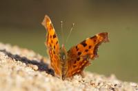 Polygonia c-album