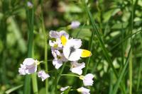 Anthocharis cardamines