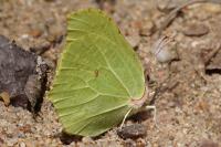 Gonepteryx rhamni