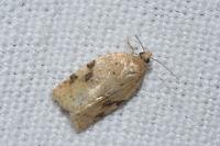 Acleris ferrugana/notana
