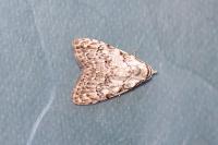 Nola confusalis