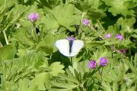 Pieris napi