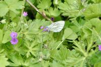 Pieris napi