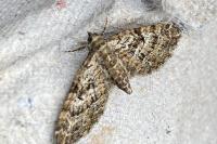 Eupithecia dodoneata