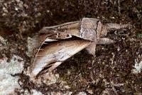Pheosia gnoma