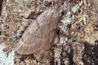 Pachycnemia hippocastanaria
