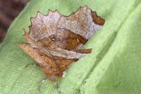 Selenia lunularia
