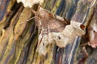 Selenia tetralunaria