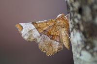 Selenia lunularia