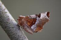 Selenia tetralunaria