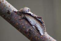 Pheosia gnoma