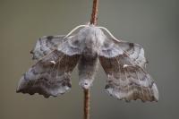 Laothoe populi
