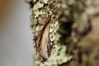 Pheosia tremula