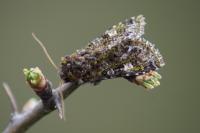 Valeria jaspidea