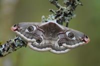 Saturnia pavonia