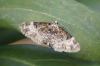 Eupithecia irriguata