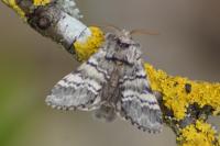 Drymonia ruficornis