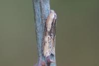 Doloploca punctulana