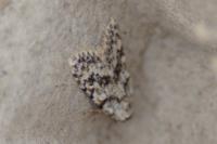 Nola cicatricalis