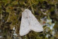Orthosia gracilis