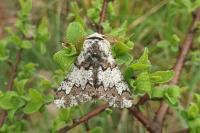 Biston strataria