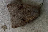 Orthosia incerta