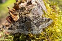 Lycia hirtaria