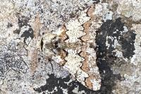 Biston strataria