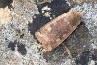 Conistra erythrocephala