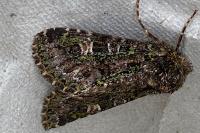 Valeria jaspidea