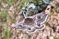 Saturnia pavonia