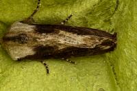 Egira conspicillaris