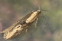 Doloploca punctulana