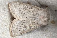 Orthosia gracilis