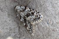 Nola cicatricalis